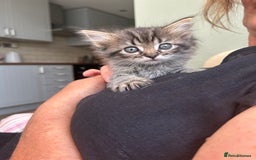 Ragdoll cats for sale: GCCF Ragdoll-Mix Kittens – Rare & Longhaired 🐾 - Image 18
