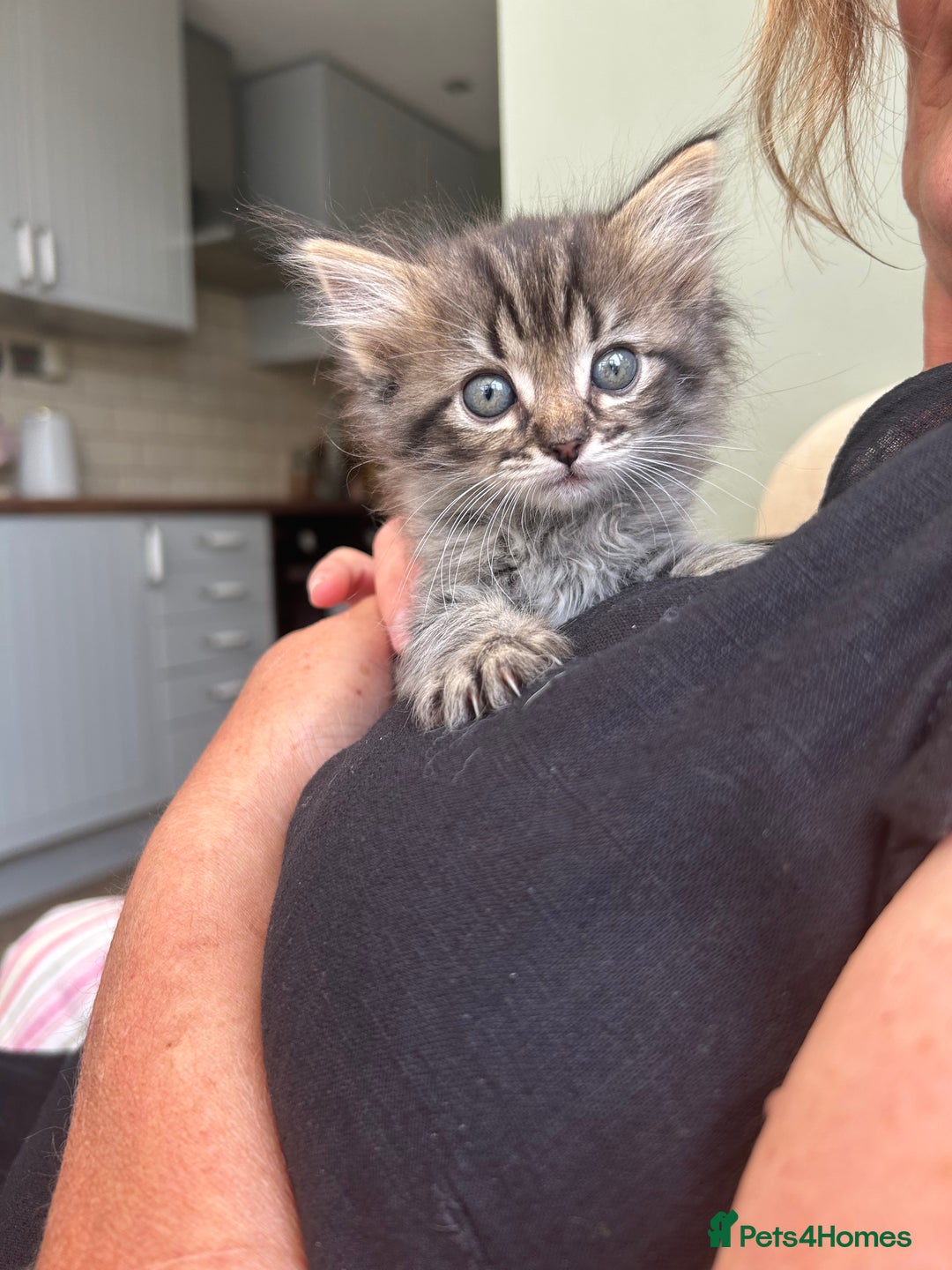 Ragdoll cats for sale: GCCF Ragdoll-Mix Kittens – Rare & Longhaired 🐾 - Image 18