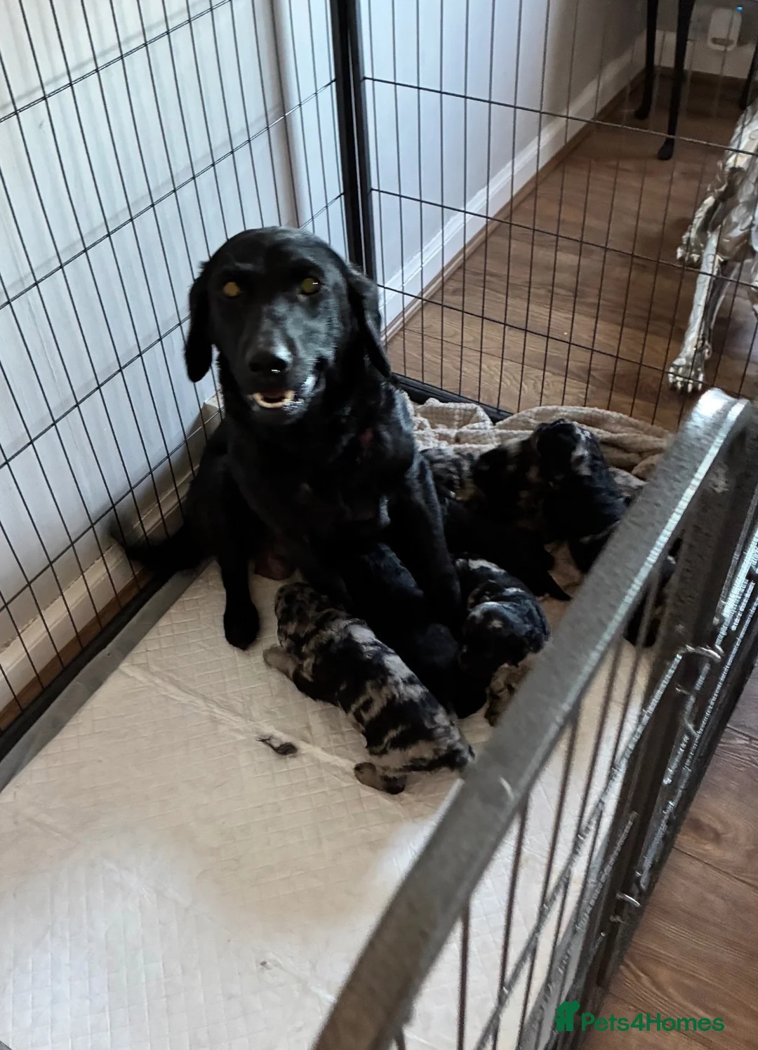 Labradoodle dogs for sale:  mini labradoodles  - Advert 2