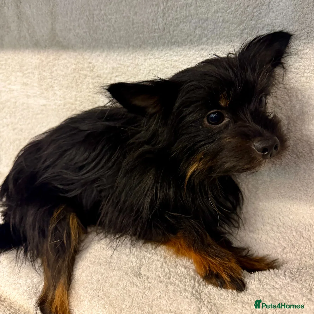 Yorkshire Terrier dogs for adoption: SCOUT – Tiny Yorkshire Terrier - Advert 5