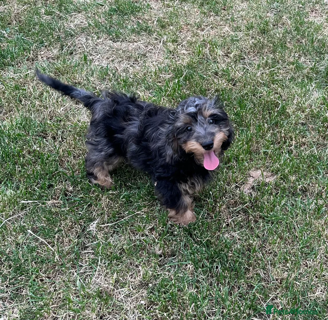 Doxiepoo dogs for sale: Stunning dachshund/poodle pups - Advert 1
