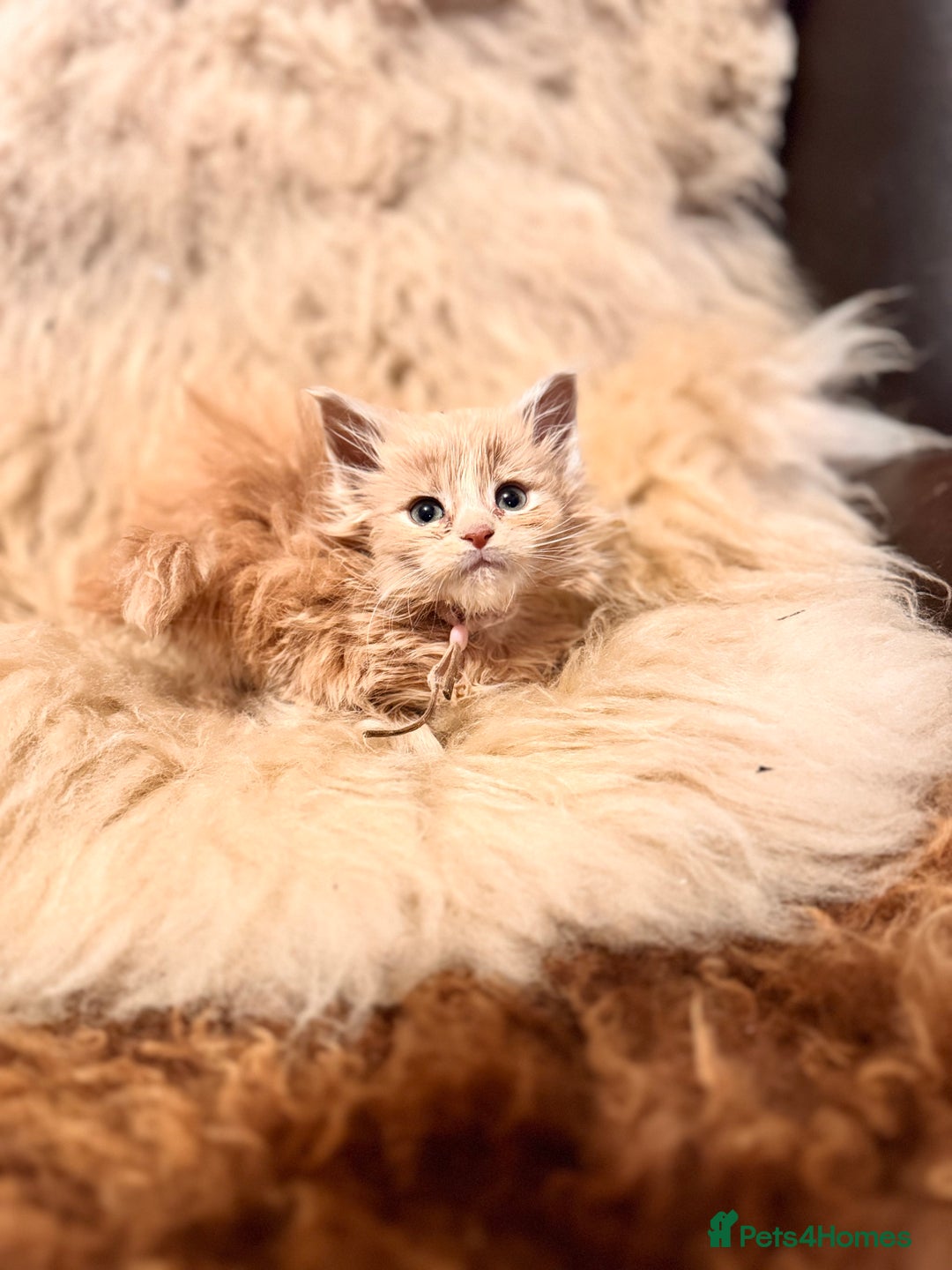Maine Coon cats for sale:  TICA Registered Maine Coon Kittens- ready now  - Advert 22