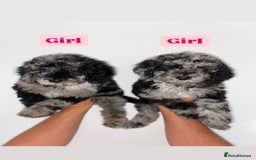 Cockapoo dogs for sale: Beautiful Cockapoos ready now 🏠 🤎 - Image 2
