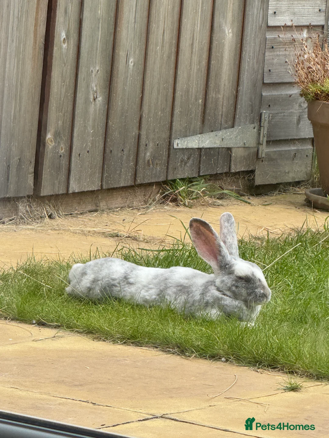 Rex rabbits for sale: Male rex brother bunnies - Advert 6