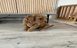 Cockapoo dogs for sale: F1B Miniature cockapoo puppies🌟DNA health checked - Image 6