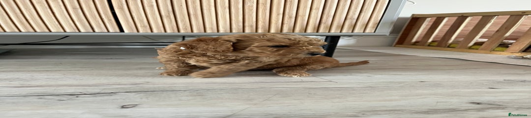 Cockapoo Puppy 4