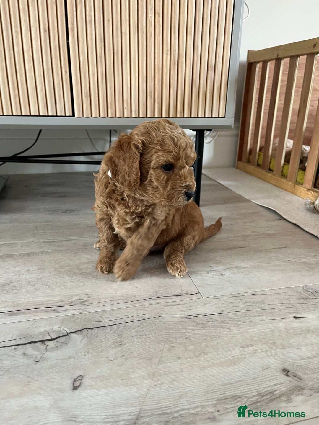 Cockapoo dogs for sale: F1B Miniature cockapoo puppies🌟DNA health checked - Image 6