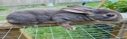 Rex rabbits for sale: Beautiful Purebred Rex Rabbits Babies - Advert 6