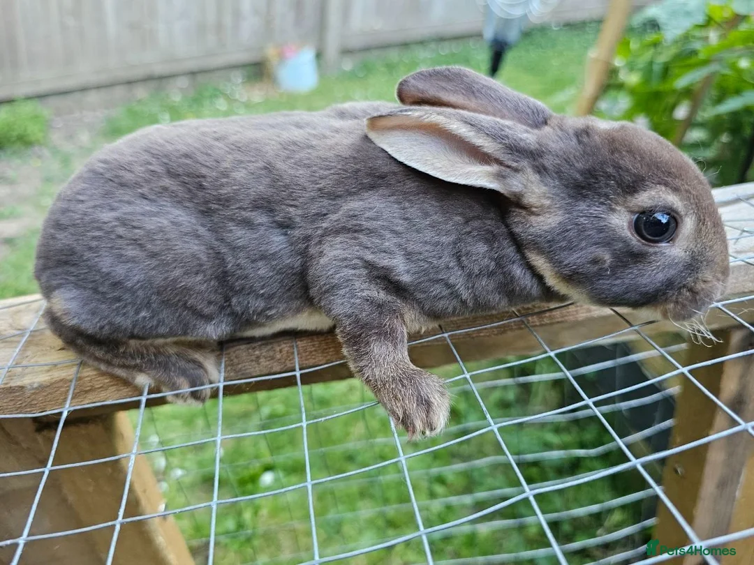 Rex rabbits for sale: Beautiful Purebred Rex Rabbits Babies - Advert 6