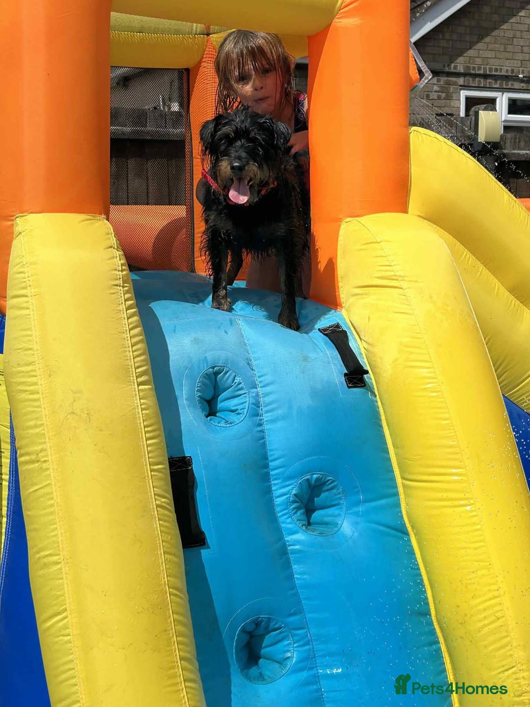 Mixed Breed dogs for adoption: Sally - Norwich Norfolk  - Image 7