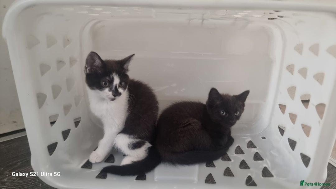 British Shorthair cats for sale: Female kitten  - Image 2