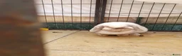 Mini Lop rabbits for sale: Spayed/neutered rabbits for adoption, vac Rhd2 - Advert 4