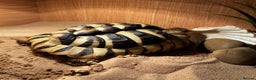 Hermann Tortoise reptiles for sale: Adult Hermann tortoise - Prickle - Advert 4