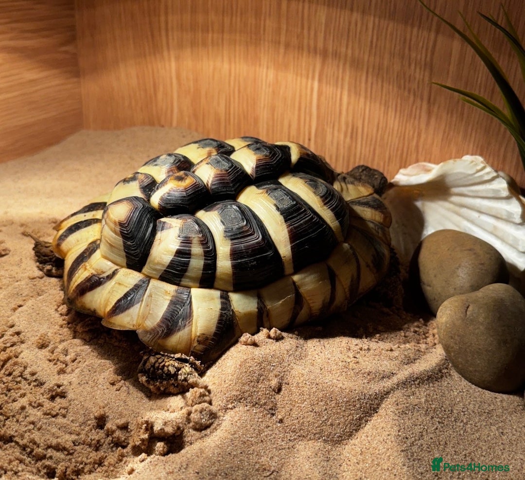 Hermann Tortoise reptiles for sale: Adult Hermann tortoise - Prickle - Advert 4