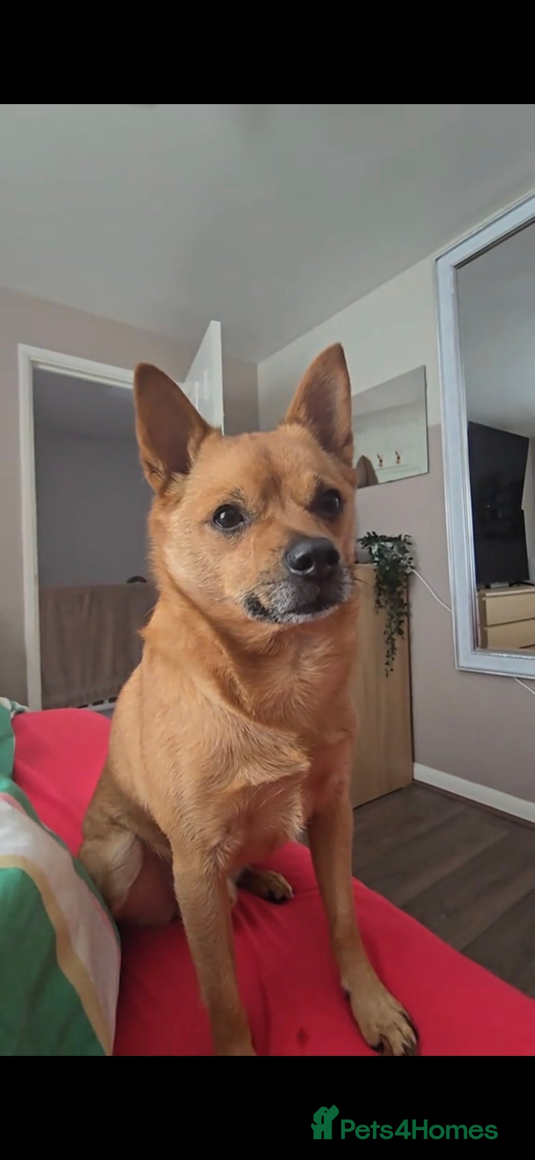 Mixed Breed dogs Toby 7 years - Advert 8