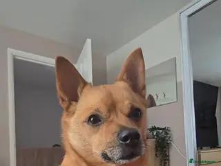 Mixed Breed dogs Toby 7 years - Advert 8