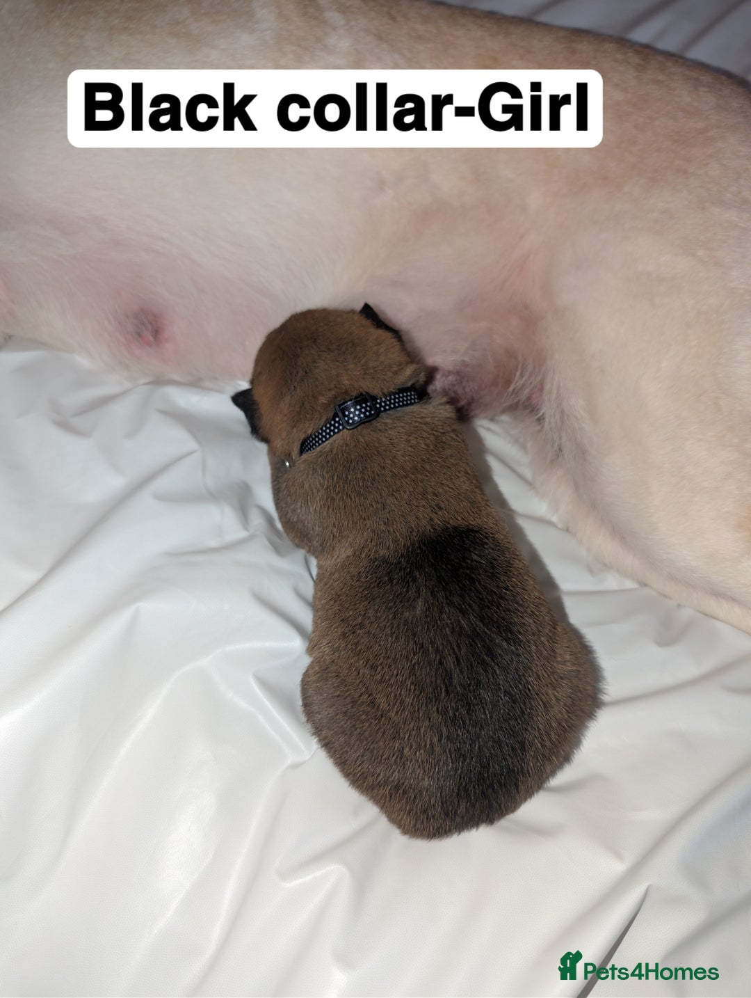 Mixed Breed dogs for sale: Gerhusky kelpie Labrador mix - Advert 4