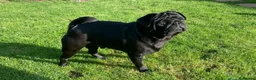 Pug dogs for sale: Pug Puppies ❤️🩵🩷💙💚💛 - Advert 3