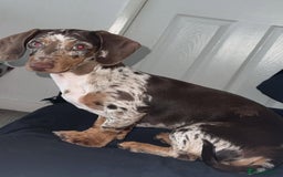 Dachshund dogs for sale: Miniature Dachshund  - Image 3