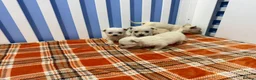 Chihuahua dogs for sale: Chihuahua puppies  in Glasgow - Advert 8