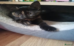 British Shorthair cats for sale: Two kittens ready to leave  - Image 4