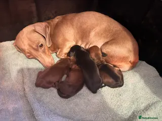 Miniature Dachshund dogs Stunning Miniature dachshund puppies - Advert 1