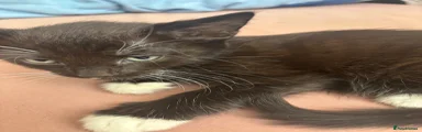 Name decided by owner