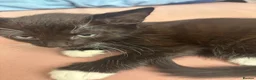 Mixed Breed cats for sale: Mixed breed kittens | Available today! | Hyde in Hyde - Advert 3