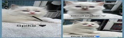Ragdoll cats for sale: Gccf (champion) ragdoll kittens  - Advert 1