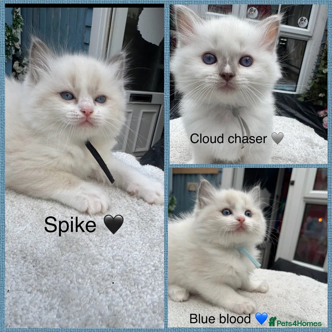 Ragdoll cats for sale: Gccf (champion) ragdoll kittens  - Advert 1