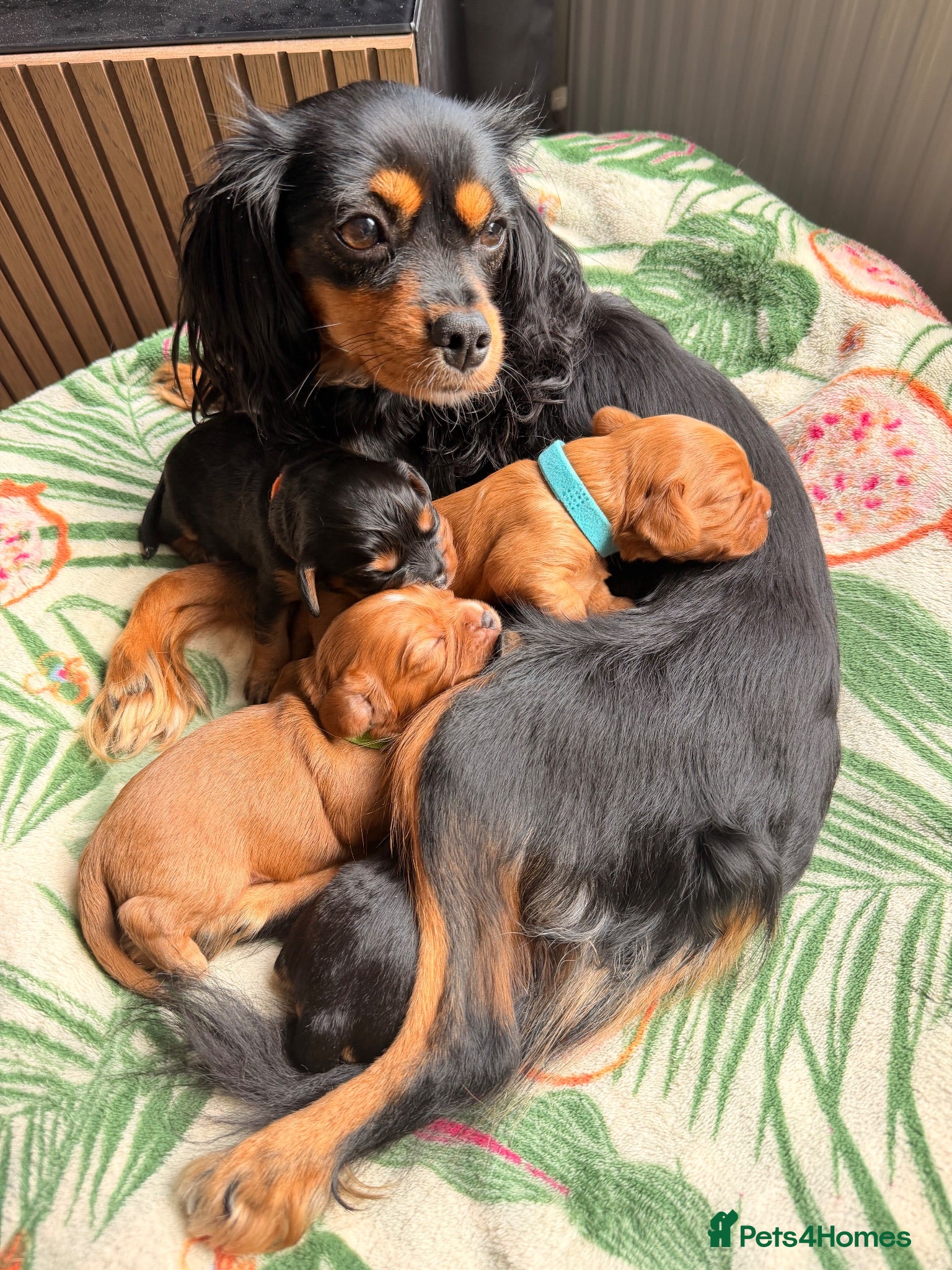 Cavapoochon dogs Cavalier King Charles Spaniel / Cavapooshon pups - Advert 1
