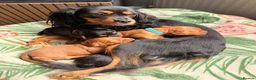 Cavapoochon dogs for sale: Cavalier King Charles Spaniel / Cavapooshon pups - Advert 19