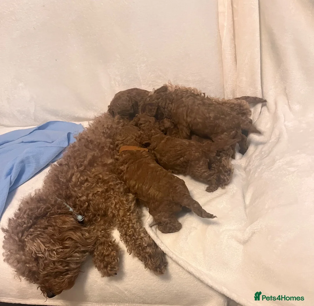 Cavapoo dogs for sale: Beautiful deep red Cavapoo puppies  - Advert 25