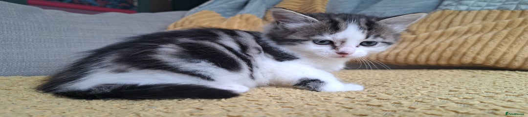 Maine Coon Kitten 2