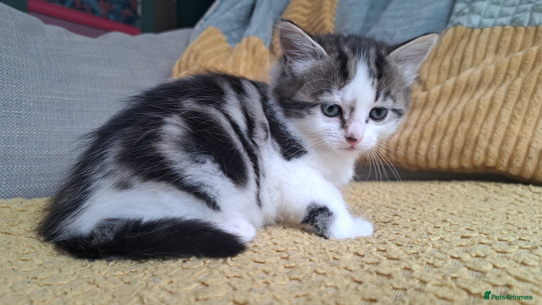 Maine Coon cats for sale: Maine Coon X kittens  - Image 1