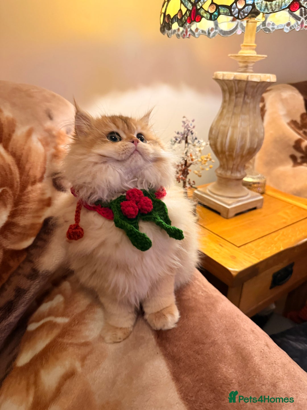 British Shorthair cats for sale: Last boy - superb pedigree and clear genetic tests - Advert 10