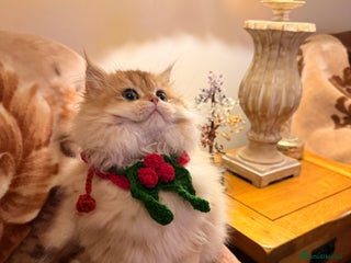 British Shorthair cats Last boy - superb pedigree and clear genetic tests - Advert 2