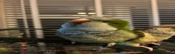 Parrots birds for sale: Breeding pair in Birmingham - Advert 6