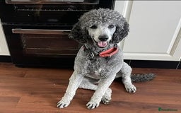 Labradoodle dogs for sale: Gorgeous Labradoodle Babies  - Image 14