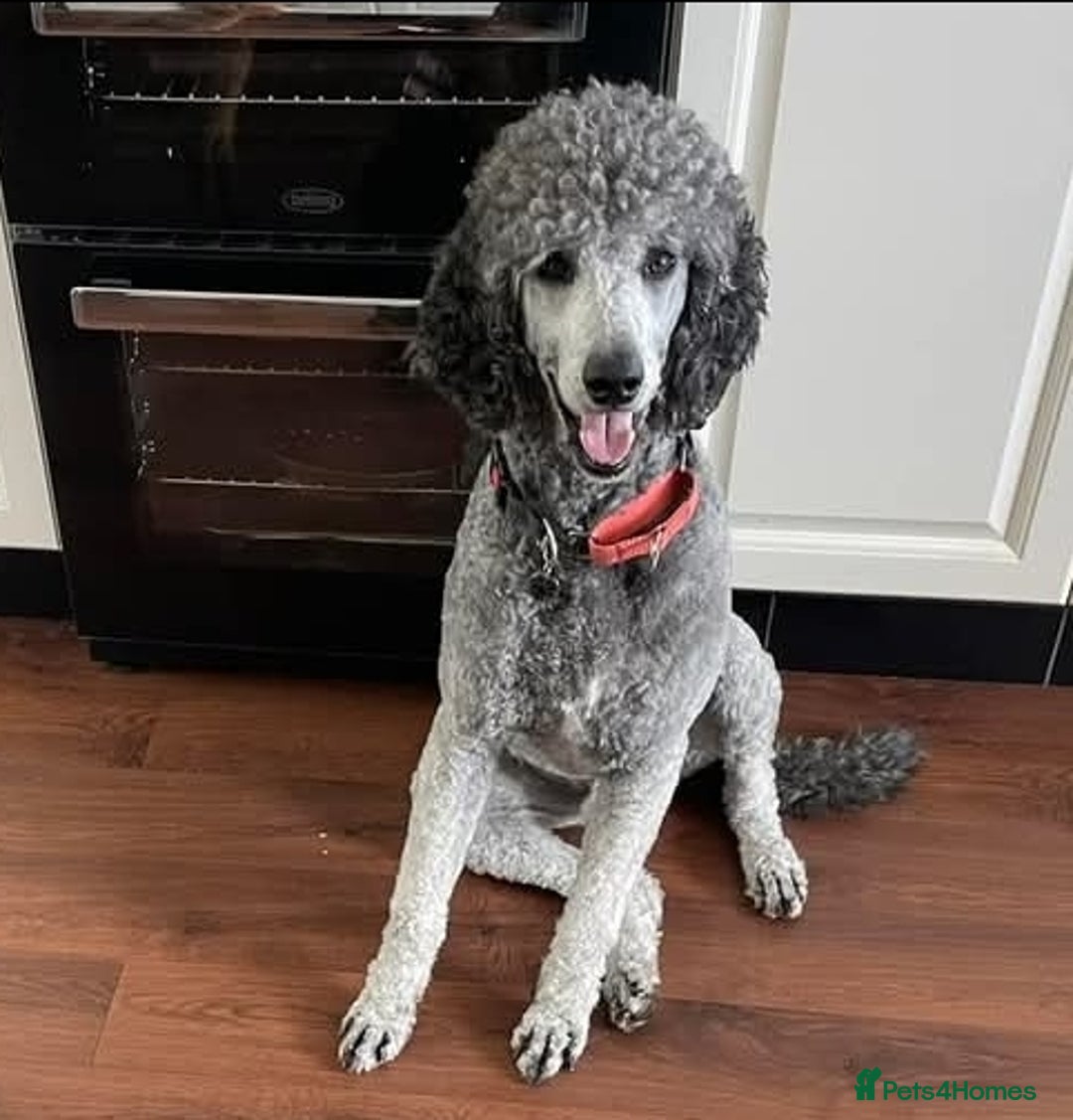 Labradoodle dogs for sale: Gorgeous Labradoodle Babies  - Image 14