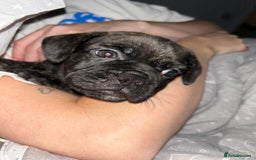 Frug dogs for sale: F1 Frug  - Image 4