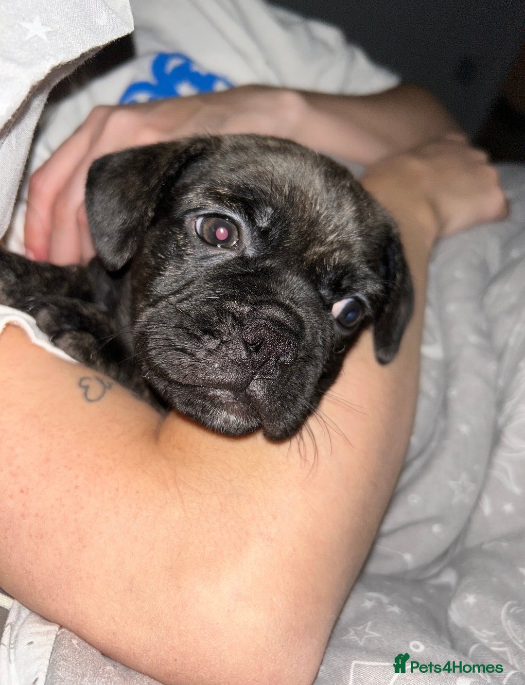 Frug dogs for sale: F1 Frug  - Image 4