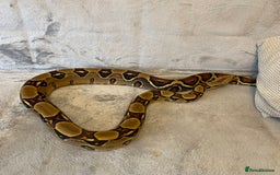 Boa Snake reptiles for sale: Baby Boa Constrictor  - Image 2