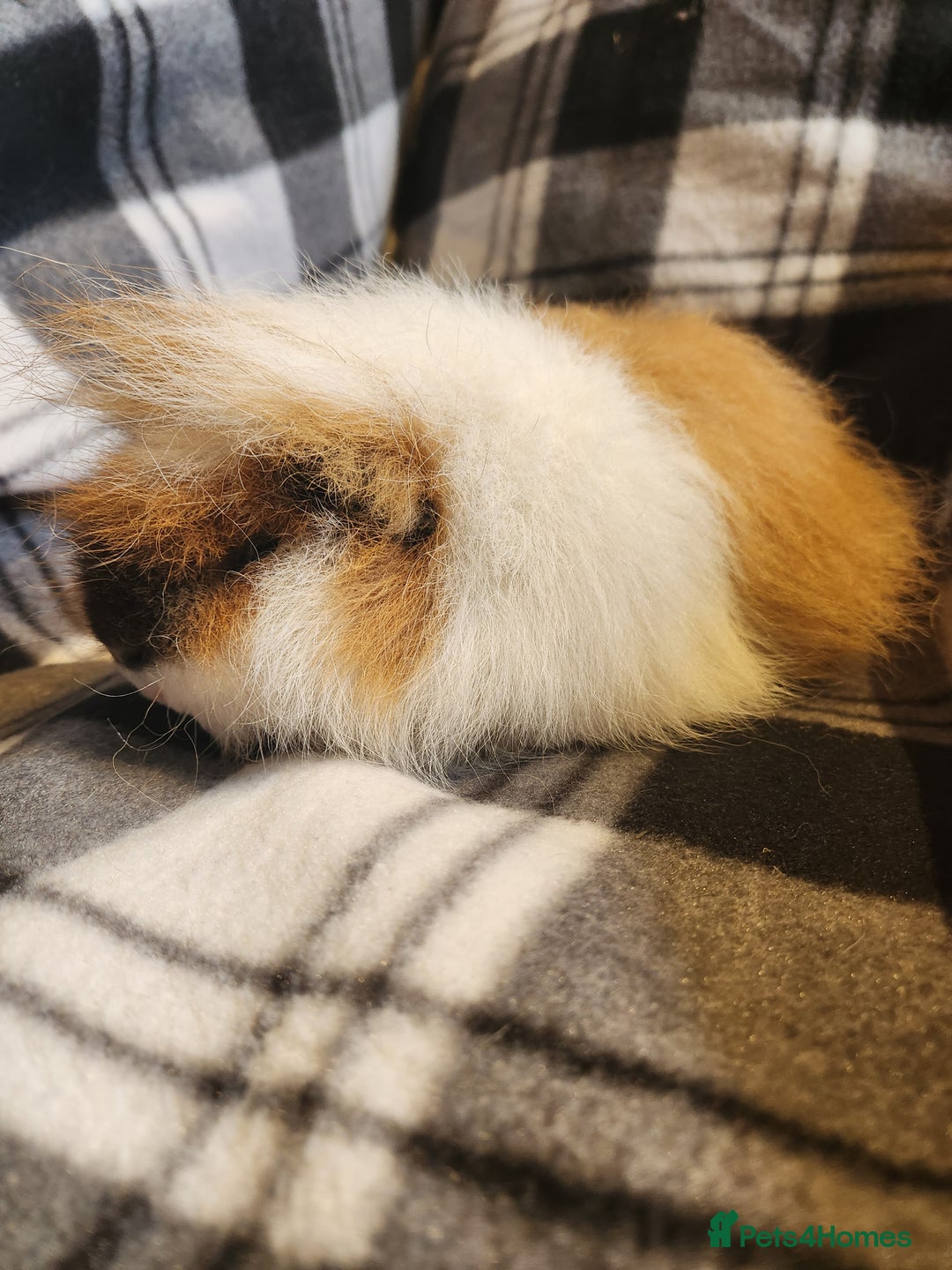 Guinea Pig rodents for sale: 2 male swiss guinea pigs - Advert 9