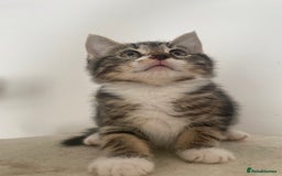 Mixed Breed cats for sale: Gorgeous tabby kittens are looking for new home  - Image 13