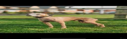 Italian Greyhound dogs for stud: Polish proven stud  in Stoke-on-Trent - Advert 2