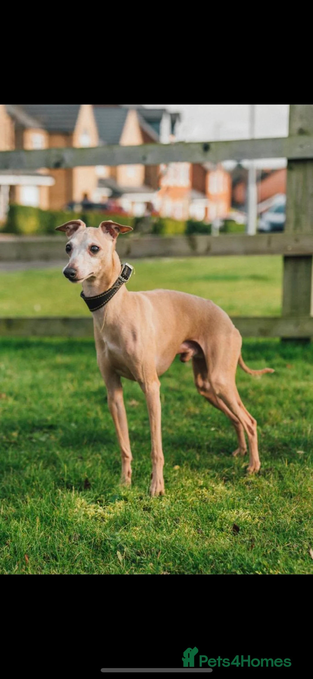 Italian Greyhound dogs for stud: Polish proven stud  in Stoke-on-Trent - Advert 2