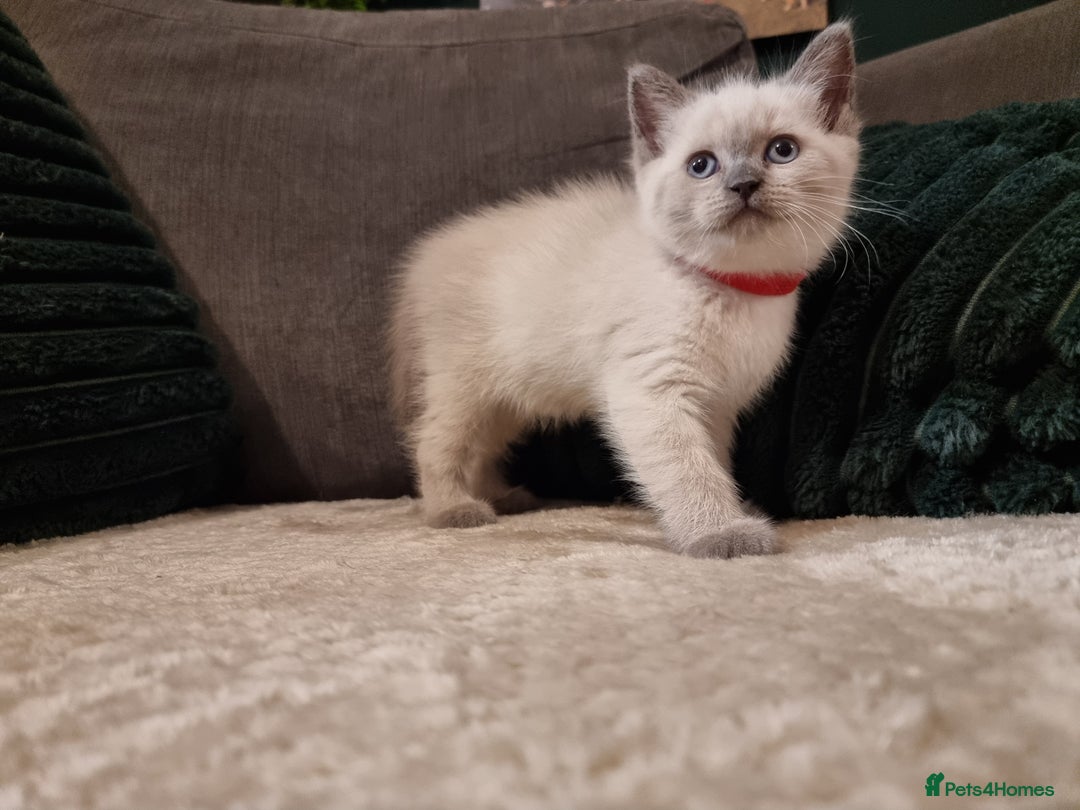 British Shorthair cats for sale: Beautiful chunky BSH kittens - Advert 11
