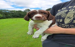 English Springer Spaniel dogs for sale: Beautiful Springer Spaniel Pups for Sale - Image 5