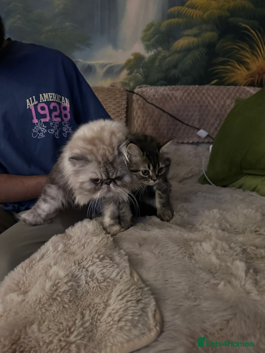 Persian cats for sale: 🐾 Pedigree Himalayan Persian Kittens 🐾 - Image 8